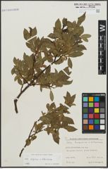 Foto von Salix alpina Scop. x Salix silesiaca Willd.